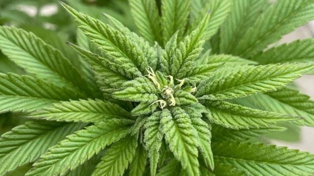 Millionenbetrug mit Cannabispflanzen? Kärntner Kripo ermittelt