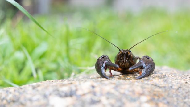 Ein Flusskrebs sitzt auf einem Stein im Grünen.