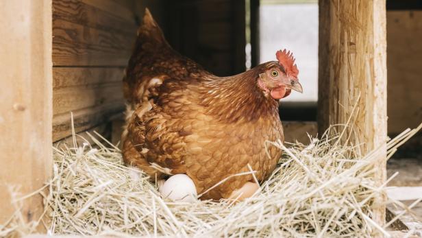 Hühnerhaltung für Anfänger: Was zu beachten ist