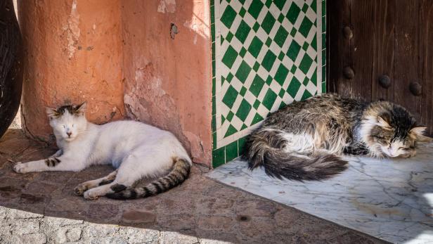 Wieso tausende Katzen mit Anti-Covid-Medikamenten behandelt werden