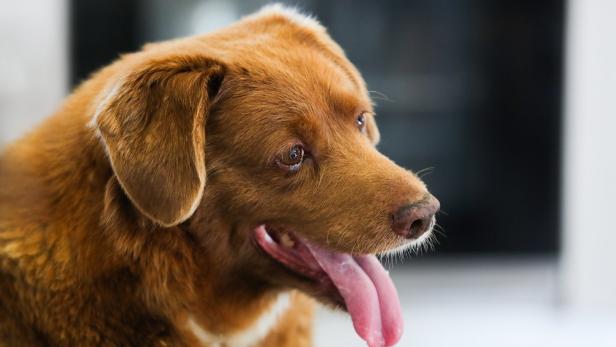 Bobi, der älteste Hund der Welt feiert seinen 31. Geburtstag
