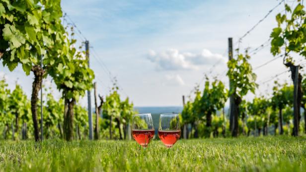 Zwei Gläser Uhudlerwein stehen im Gras zwischen Reben unter blauem Himmel.