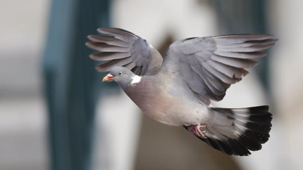 A pigeon flies over Court 1 during the women&#039;s singles match between Sabine Lisicki of Germany and Sofia Arvidsson of Sweden at the French Open tennis tournament at the Roland Garros stadium in Paris May 26, 2013. REUTERS/Gonzalo Fuentes (FRANCE - Tags: SPORT TENNIS ANIMALS)