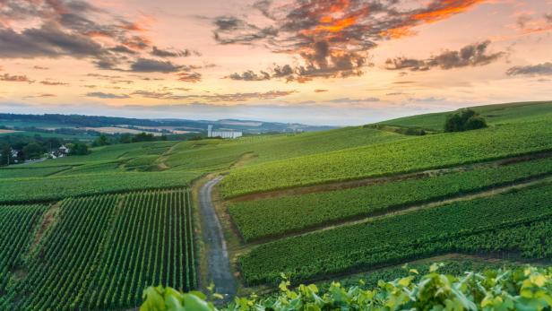 Blick über die grünen Weinberge der Champagne bei Sonnenuntergang.