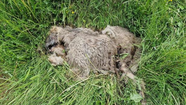 Toter Wolf im Tiroler Oberland aufgefunden