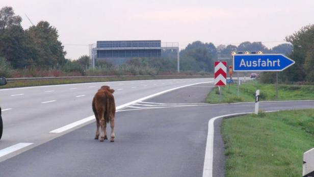 Bullenkalb auf der A2 Auf Abenteuer: Bullenkalb auf A2