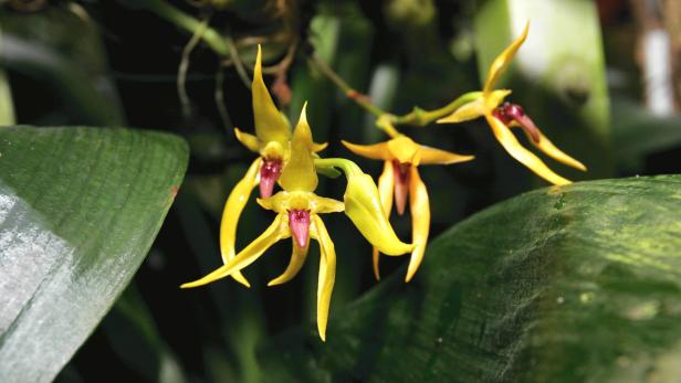 Seltene tropische Orchideen schenken