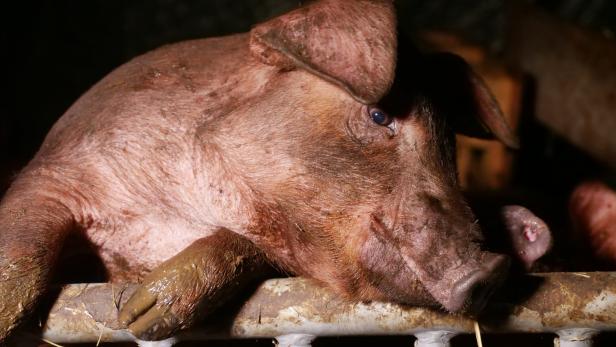 Tierschützer prangern Zustände in Schweinestall an