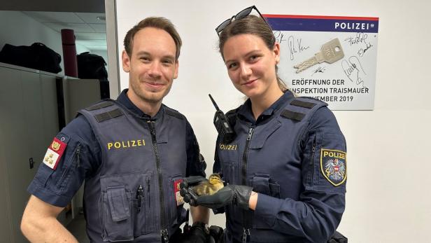 Ein Herz für Tiere: Polizisten in NÖ retteten Entenküken