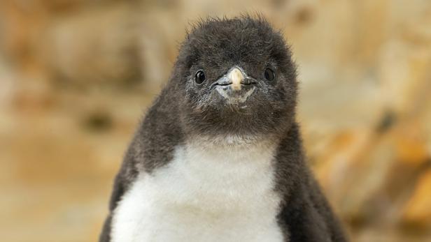 Zehn Pinguin-Küken im Tiergarten Schönbrunn geschlüpft