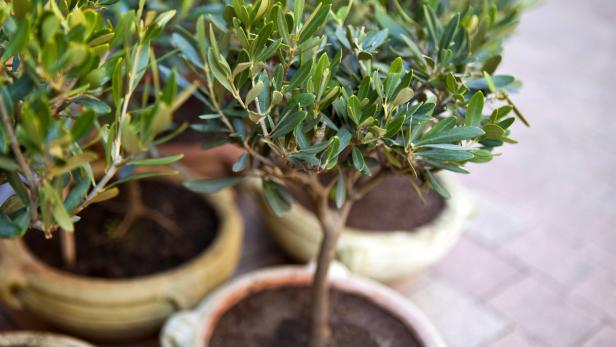 Gärtnertipp: Was tun, wenn der Olivenbaum Schildläuse hat?