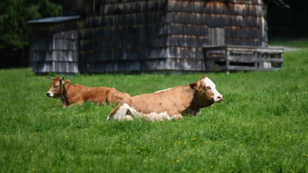 Zwei Kühe ruhen sich auf einer grünen Wiese vor einem Holzhaus aus.