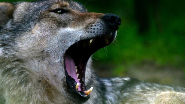 EU-Umweltkommissar zur Wolf-Debatte: "Wölfe haben schon vor uns hier gelebt"