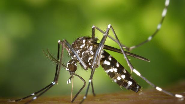 Das Bild zeigt eine asiatische Tigermücke.