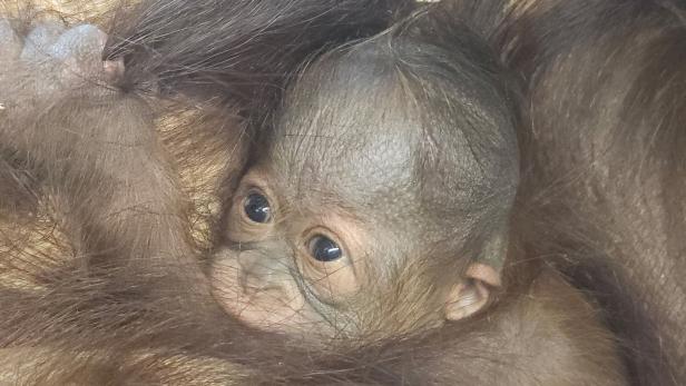 Bub oder Mädchen? Orang-Utan-Baby in Schönbrunn geboren