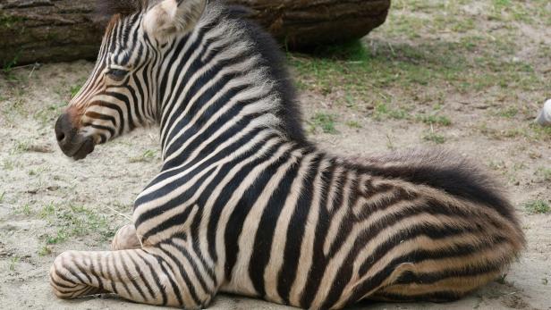 Zebras mit noch namenlosem Nachwuchs im Linzer Zoo