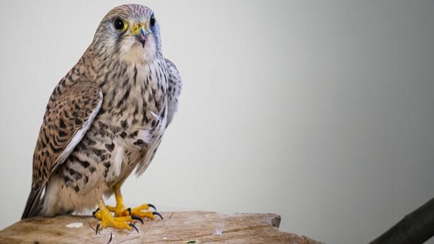 Die Wildtierstation der MA 49 in Laxenburg.