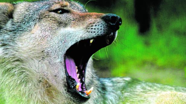 Ein Wolf reißt sein Maul weit auf, Zähne und Zunge sind sichtbar.