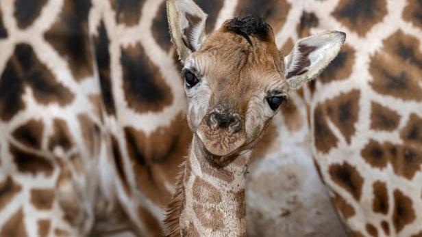 Das Porträt eines neugeborenen Giraffenkalbs vor dem Fell seiner Mutter.