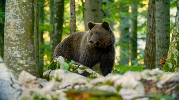 Tirols oberster Jäger nennt Wölfe und Bären "tickende Zeitbomben"