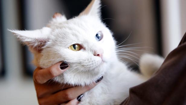 Ein bekanntes Katzenmuseum im Iran muss schließen