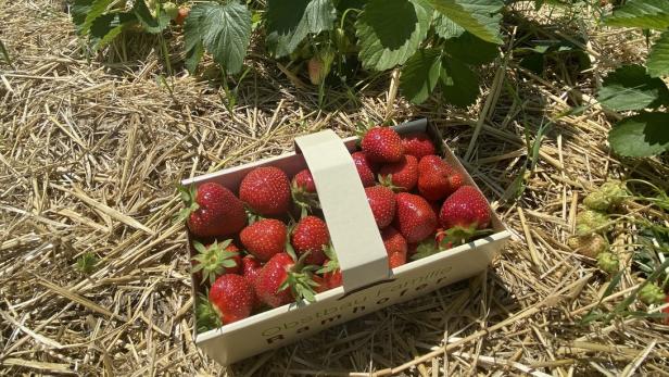 Wiesen: Erdbeer-Saison startet mit Verspätung