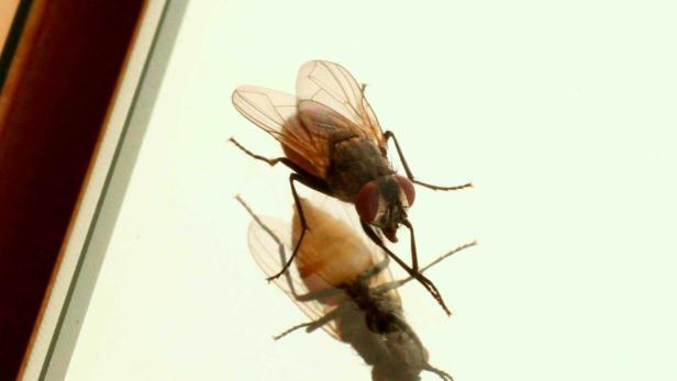 Eine Fliege sitzt auf einer Glasoberfläche und spiegelt sich darin.