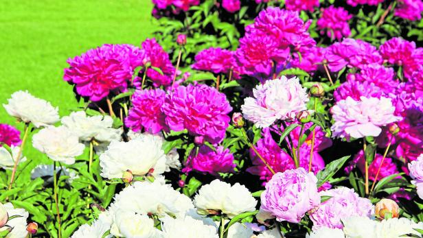 Tipp von der Floristin: So halten Pfingstrosen besonders lange