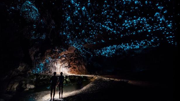Irreführend:In der neuseeländischen Glühwürmchen-Höhle leuchten Mückenlarven