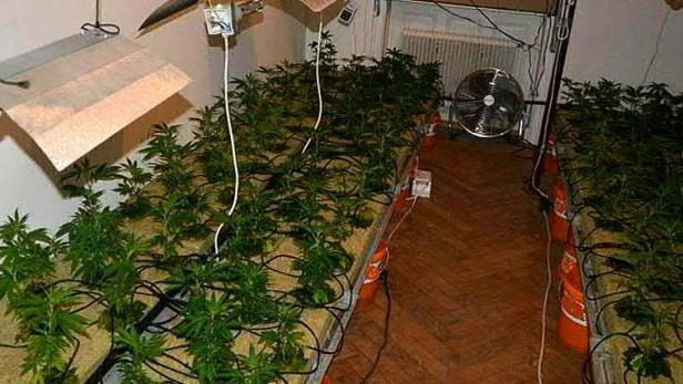 Riesige Cannabis-Anlage in Währinger Wohnung entdeckt