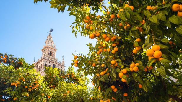 "Orange Energie": Wie Sevilla aus unbeliebtem Obst Strom erzeugt 
