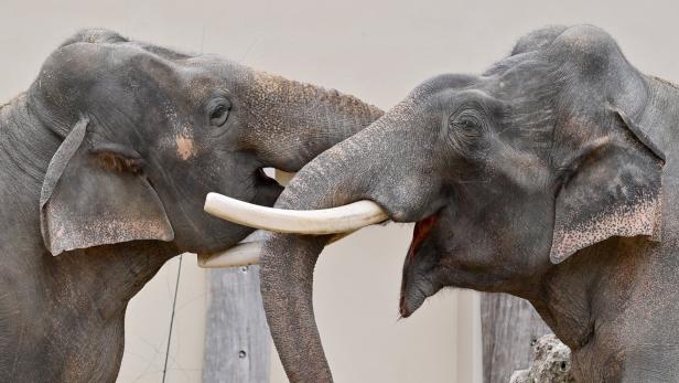 Besuchereffekt: Der Zoo-Elefant verhält sich anders, wenn Sie wegsehen