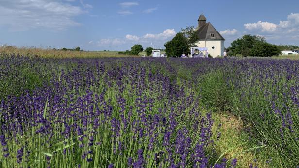 Lavendelfeld Parndorf