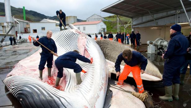 FILES-ICELAND-FISHING-ANIMALS-WHALE