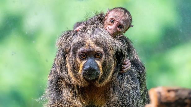 Mutter Gaby mit Sohn. Er kam am 28. Mai zur Welt.