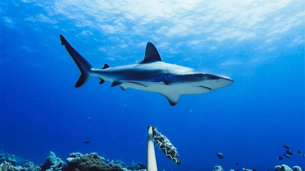 AUSTRALIA-ENVIRONMENT-SHARK-REEF