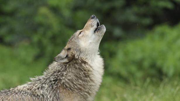 Wolf spazierte durch Ort: Für Massaker an Schafen ist er nicht verantwortlich