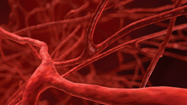 Nahaufnahme von roten Blutgefäßen.