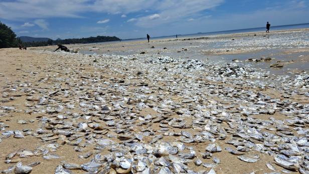 Klimawandel: Tausend tote Fische an Strand angespült
