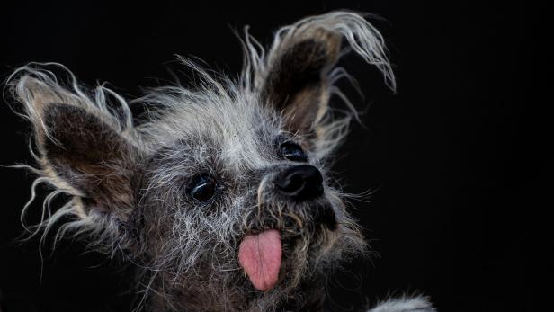 Frisch gekürt: Das ist der hässlichste Hund der Welt