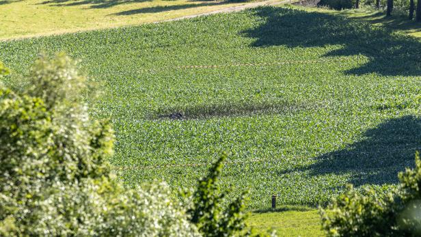 Ein Feld mit jungem Gemüse, teilweise im Schatten liegend.