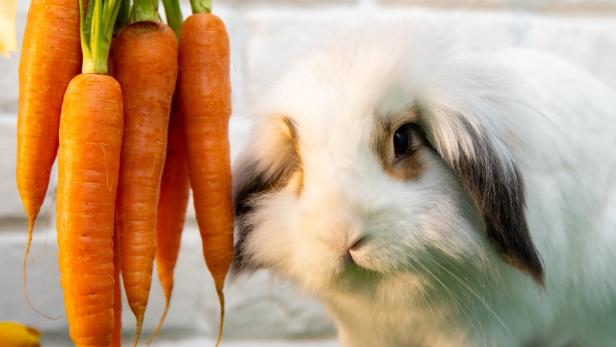 Süße Karotten machen Kaninchen dick.