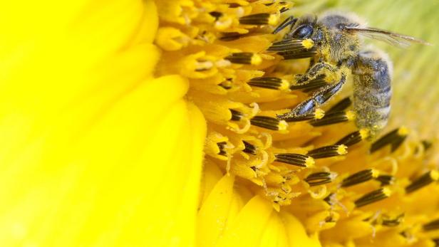 A bee collects nectar from a sunflower on a field near the northern Swiss town of Leibstadt July 9, 2012. Syngenta and Bayer, top producers of the pesticides blamed for a sharp fall in bee populations around the world, have proposed a plan to support bee health to try to forestall a European Union ban on the products. Picture taken July 9, 2012. REUTERS/Arnd Wiegmann (SWITZERLAND - Tags: ENVIRONMENT SCIENCE TECHNOLOGY AGRICULTURE ANIMALS BUSINESS)