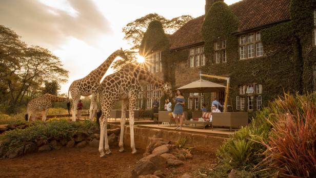 Giraffen fressen von einem erhöhten Bereich vor einem mit Efeu bewachsenen Gebäude, während Menschen auf der Terrasse sitzen.