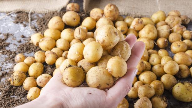 Eine Kartoffel für alle Fälle: Warum mehlige Sorten out sind