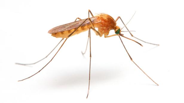 Anopheles-Mücken können – auch in unseren Breiten – die Erreger von Malaria übertragen.