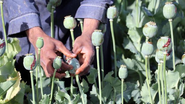 Afghanistan poppy cultivation