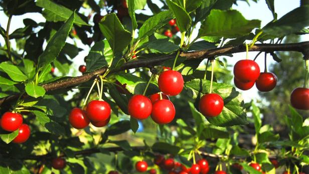 Viele rote Kirschen hängen an einem Baum mit grünen Blättern.