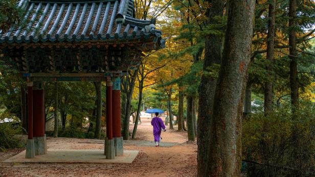 Eine Frau geht mit einem lila Regenschirm durch einen koreanischen Wald.