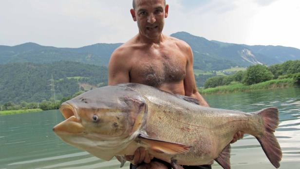 APA13408954-2 - 26062013 - INNSBRUCK - ÖSTERREICH: ZU APA 381 CI - Der Angler Armin Margreiter zog Mitte Juni in einem Tiroler Baggersee einen 41,2 Kilogramm schweren Karpfen an Land. Das Tier wies eine Länge von 133 Zentimetern und einen Leibesumfang von 115 Zentimetern auf.+++ WIR WEISEN AUSDRÜCKLICH DARAUF HIN, DASS EINE VERWENDUNG DES BILDES AUS MEDIEN- UND/ODER URHEBERRECHTLICHEN GRÜNDEN AUSSCHLIESSLICH IM ZUSAMMENHANG MIT DEM ANGEFÜHRTEN ZWECK ERFOLGEN DARF - VOLLSTÄNDIGE COPYRIGHTNENNUNG VERPFLICHTEND +++ APA-FOTO: ARMIN MARGREITER